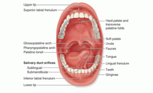 Mouth Cancer